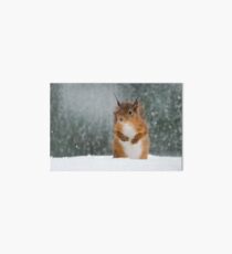 Red Squirrel in the Snow Art Board Print