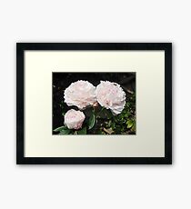 Peonies with a bee Framed Print