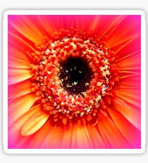 Gerbera in orange and pink Sticker