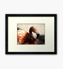 Pink Flamingo Framed Print
