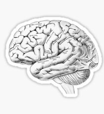 Watercolor Anatomical Brain Sticker