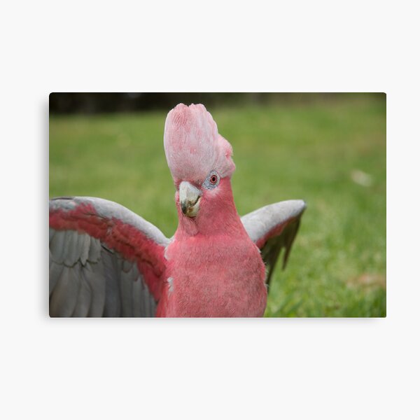 Galah showing off Canvas Print