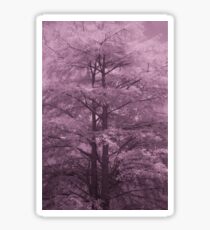 Cypress Sticker