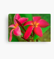 Another Frangipani Metal Print
