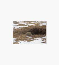 Rodent Art Board
