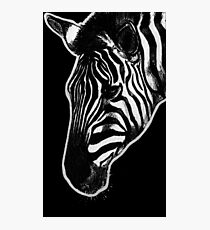 Leucism: Plains Zebra Photographic Print