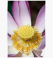 Nucleus Poster