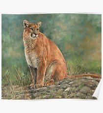 Mountain Lion / Cougar Poster