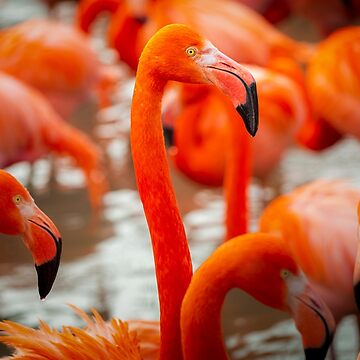 Flamingos or Flamingos of Cuba | Poster