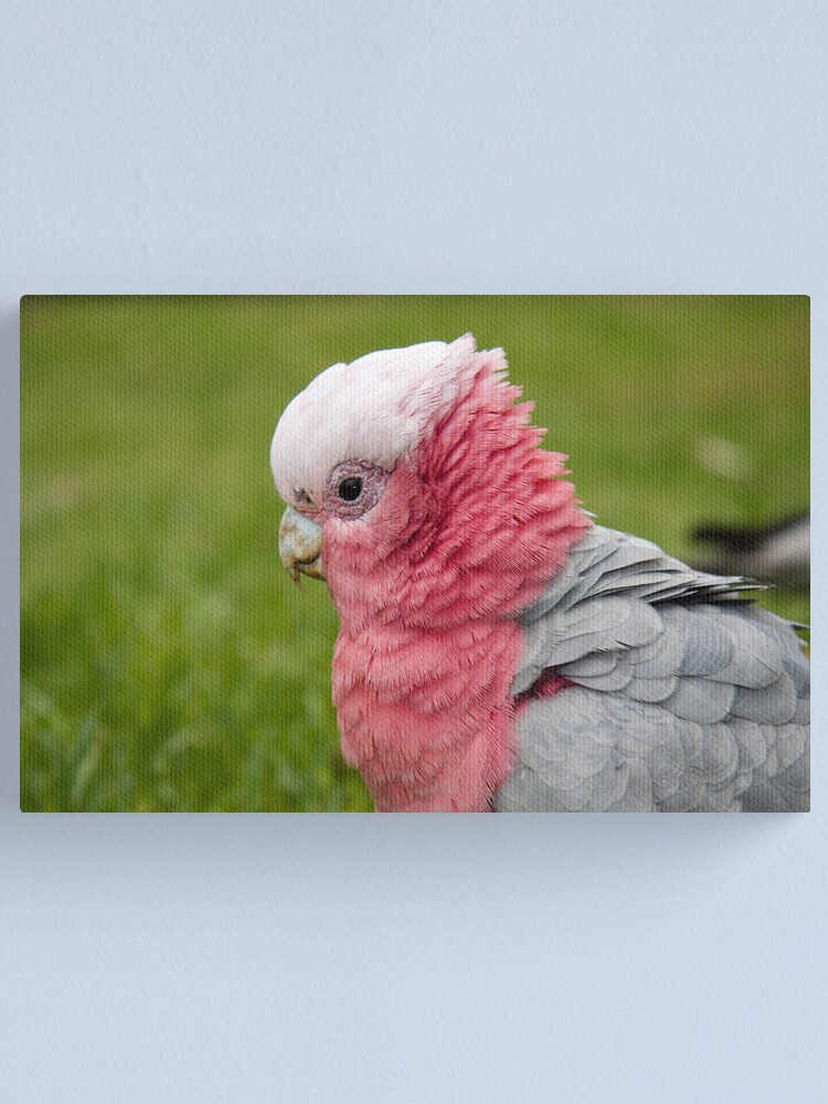 Alternate view of Ruffling his feathers Canvas Print