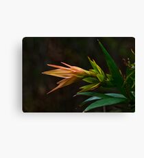 Beauty in the Bush Canvas Print