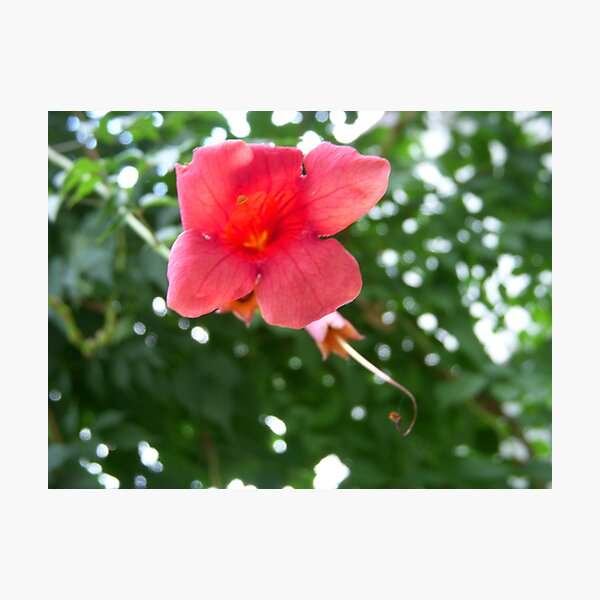 Pink Flower Photographic Print