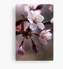 Cherry Blossoms Canvas Print