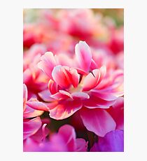 Fresh pink white red tulips Photographic Print