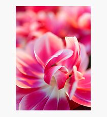 Fresh pink white red tulips Photographic Print