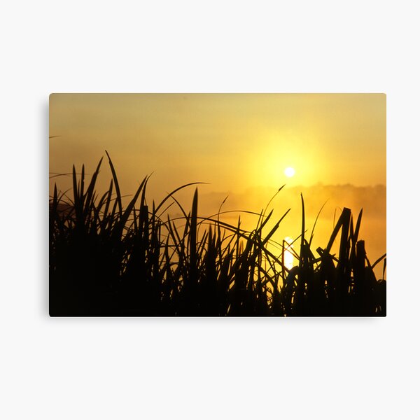 Sunrise Through The Reeds Canvas Print