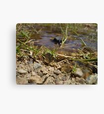 TIDAL Canvas Print