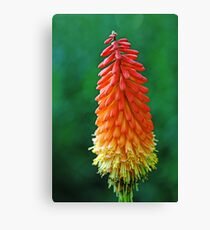 The Flame Canvas Print