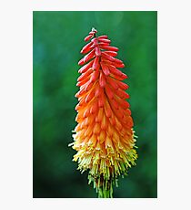 The Flame Photographic Print