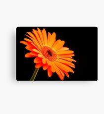 Orange Gerber Daisy Leinwanddruck