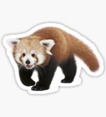 Red Panda Sticker