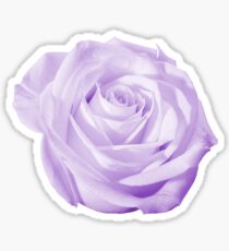 Violet Rose Flower Isolated on Colored Background Sticker