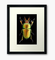 Male Golden Green Stag Beetle (Lamprima latreillii) Framed Print