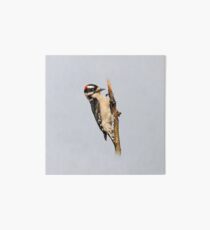 Male Downy Woodpecker on the Pear Tree Art Board