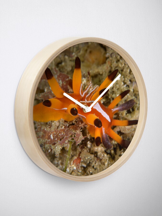 Alternate view of Nudibranch - Okenia mellita Clock