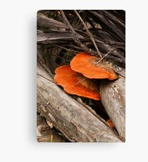 Speared Fungi Canvas Print
