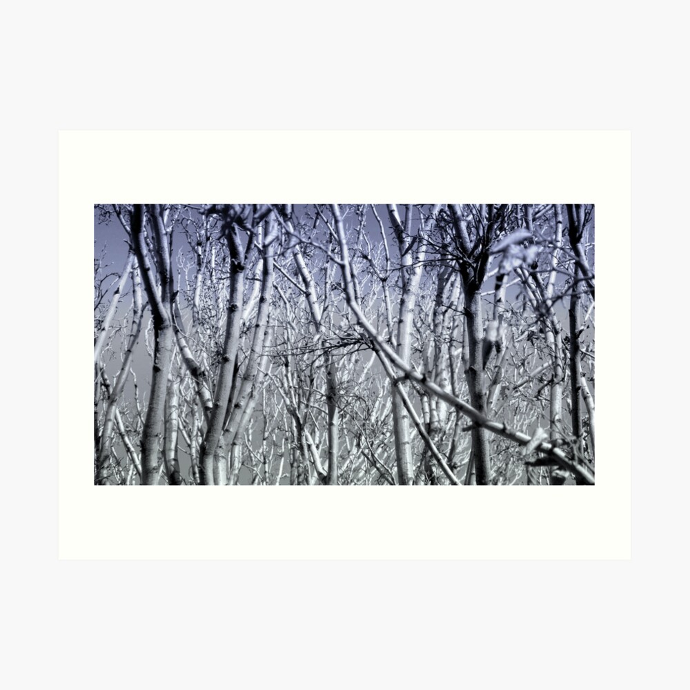 Hoher Kontrast Wald Foto Kunstdruck