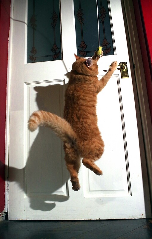 "Cat jumping at door" by turniptowers Redbubble
