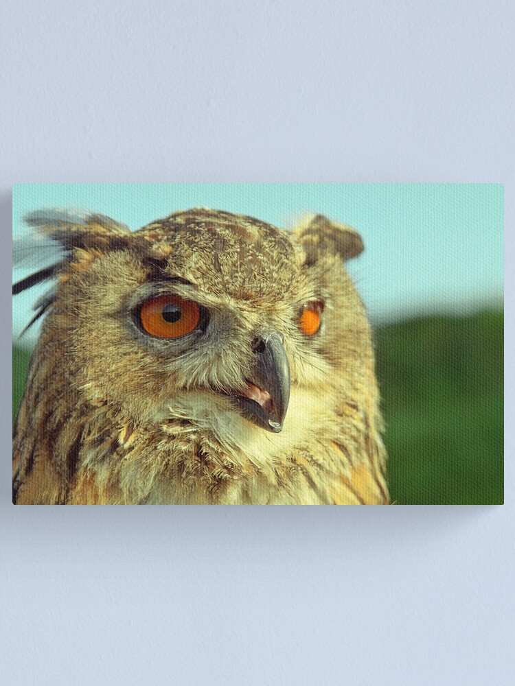 Alternate view of Bubo bubo Canvas Print