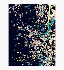 Nature Pattern # 4 - Birch (Blue) Photographic Print