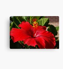 Red Hibiscus D50 Canvas Print