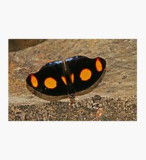 Grecian Shoemaker Butterfly Photographic Print