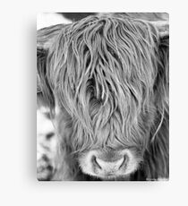 Highland Cow - Face Portrait Canvas Print