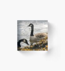 canada goose redbubble canada goose redbubble