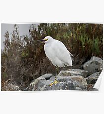 Snowy Egret Poster