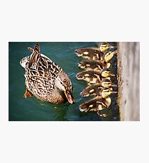 Getting Your Ducks In A Row.... Photographic Print