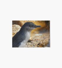 Little penguin (Eudyptula minor) - Penguin Island, Western Australia Art Board