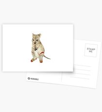 Quokka in Socks Postcards