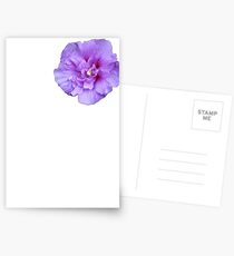Purple hibiscus flower Postcards