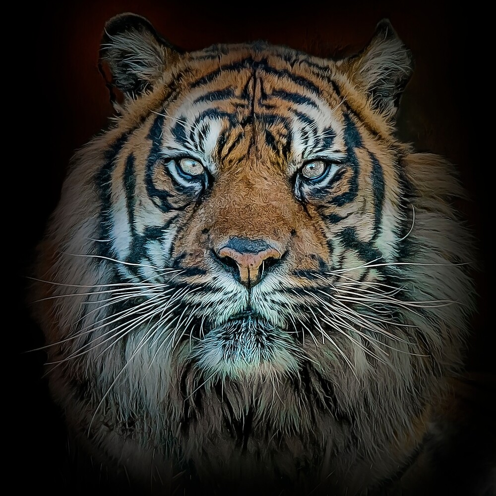 Tiger Tiger Burning Bright By Brian Tarr Redbubble