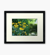 Black Eyed Susan Flowers Framed Print