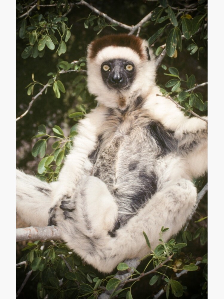The sifaka will see you now by dailyanimals