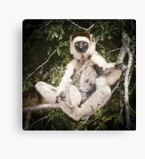 The sifaka will see you now Canvas Print