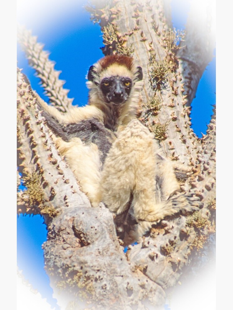 Living in the spiny forest by dailyanimals