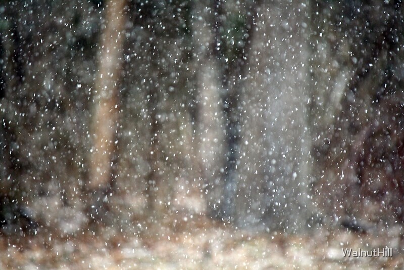 "Snow Drop Time...." by WalnutHill Redbubble