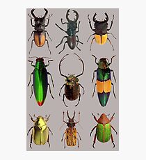 Beetles #2 Photographic Print